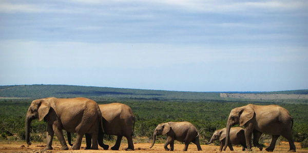 Addo Elephant Park, South Africa